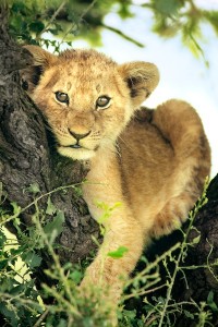 The Lyin' Lion